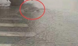 一场大雨爆料视频播放下载,这场大雨的壮观景象